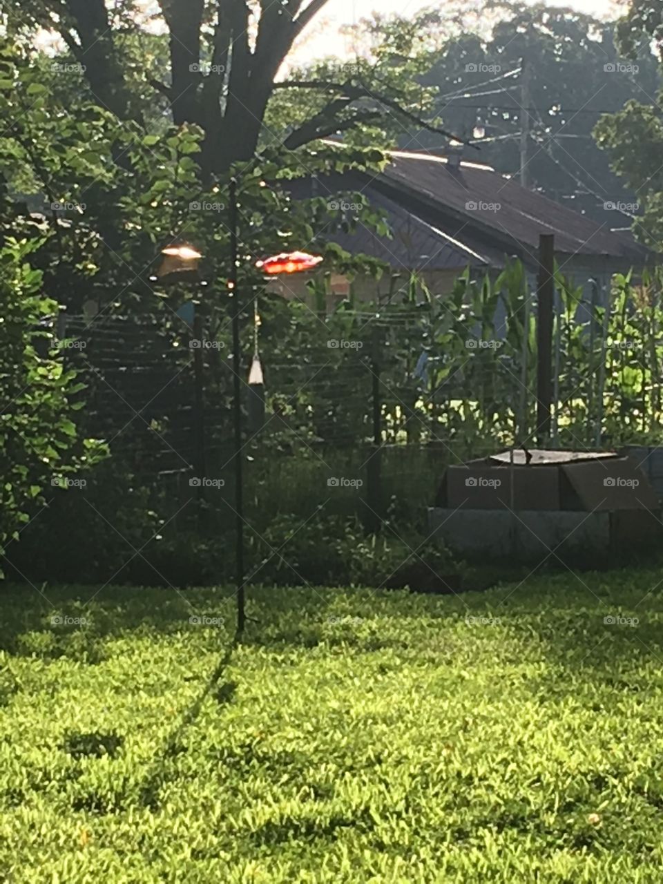 My back yard full of sun and shadows. Seed feeders and a hummingbird feeder all ready 