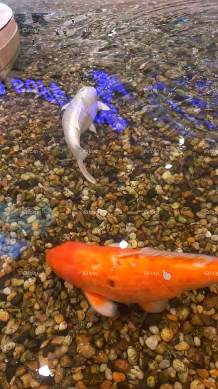 Every fish has a companion