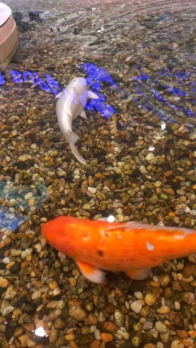 Every fish has a companion