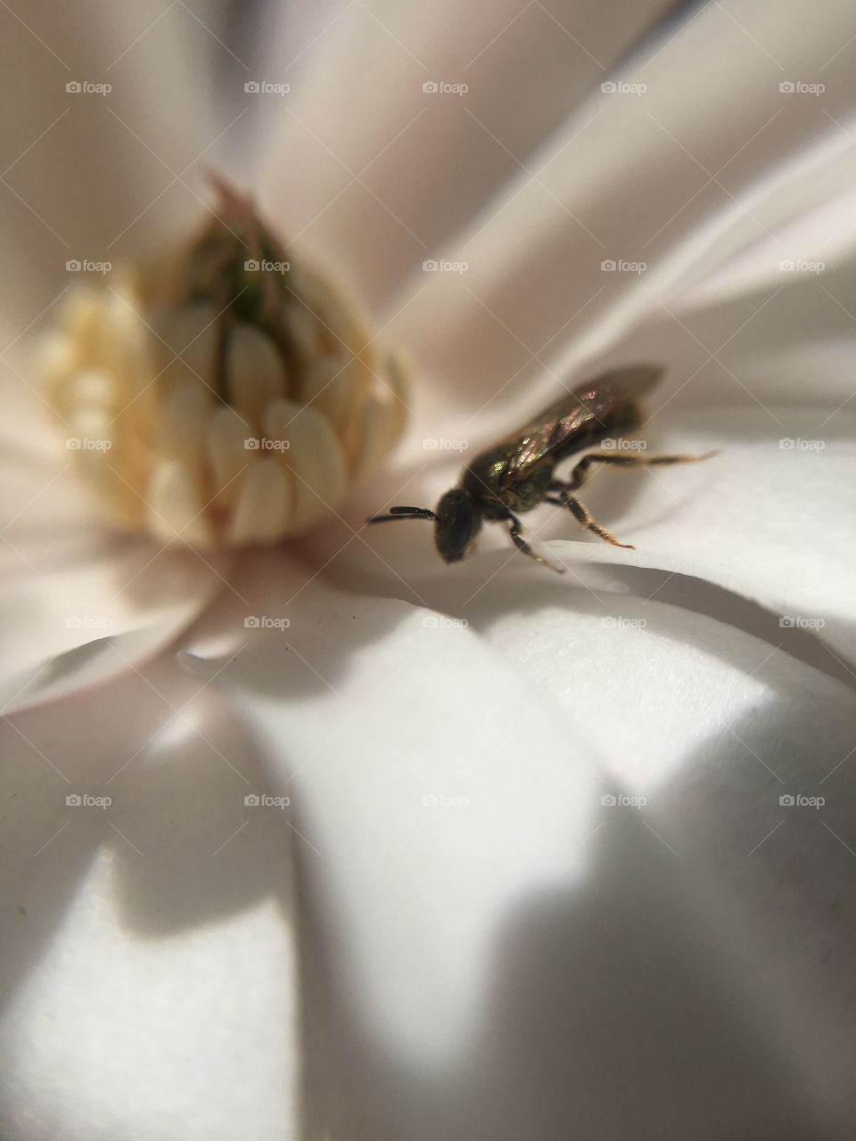 Insect in magnolia