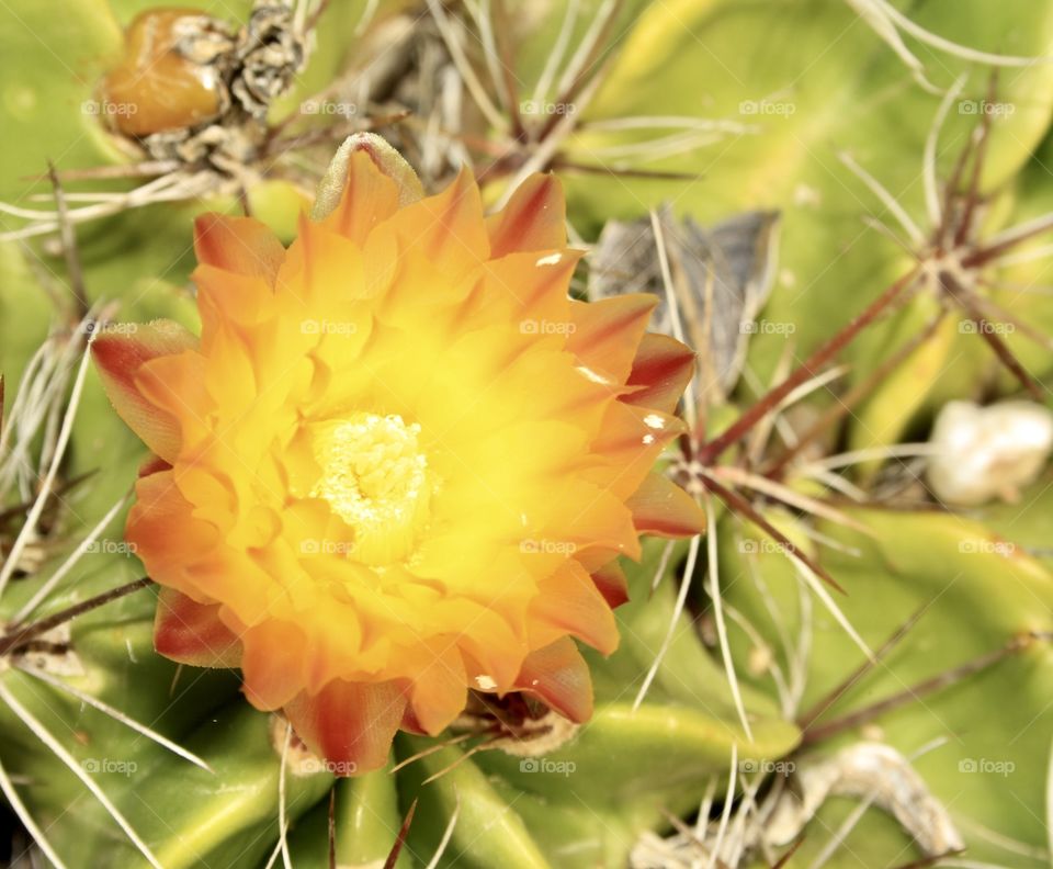 It is the flower of a cactus. The color of the flower is yellow with a little red and brown. This type of flower caught my attention. The texture of the flower is very smooth.