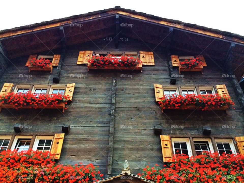 Windows with geranium flowers. Windows with red geranium flowers