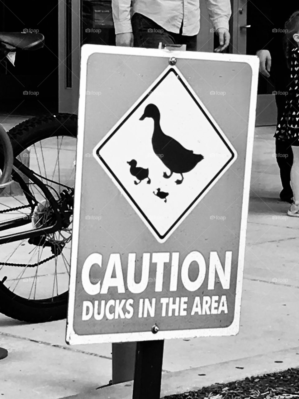 Caution Ducks in the area sign in black and white 