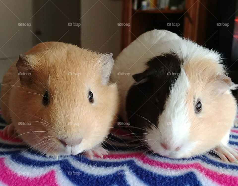 A pair of guinea pigs