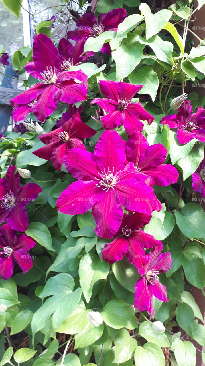 Clematis Rouge Cardinal on Trellis