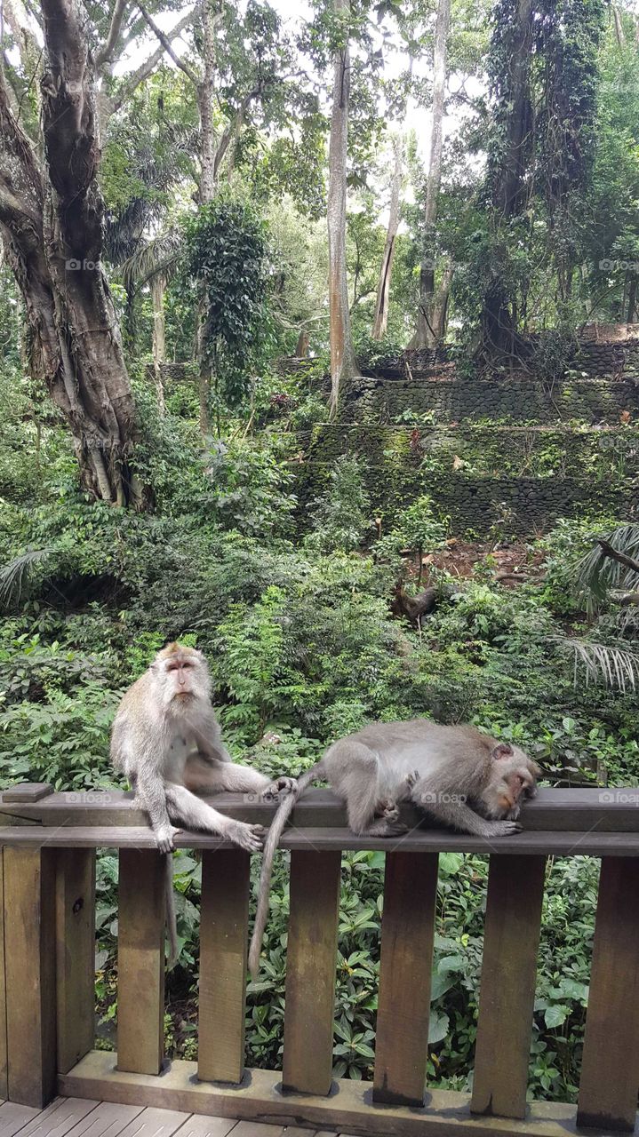 monkey forest temple