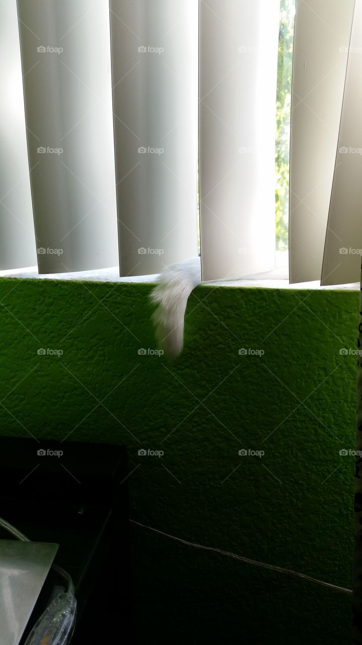 The white tip of a cat's tail peeking out of blinds on a window sill. Lime green wall and white blinds.