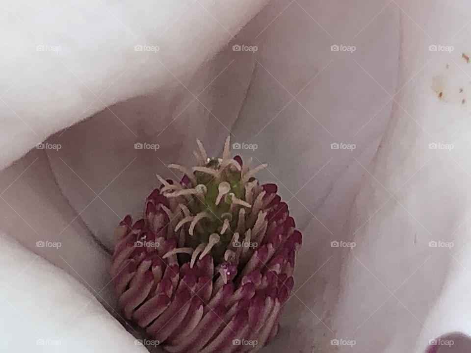 Really pretty flower from a tree