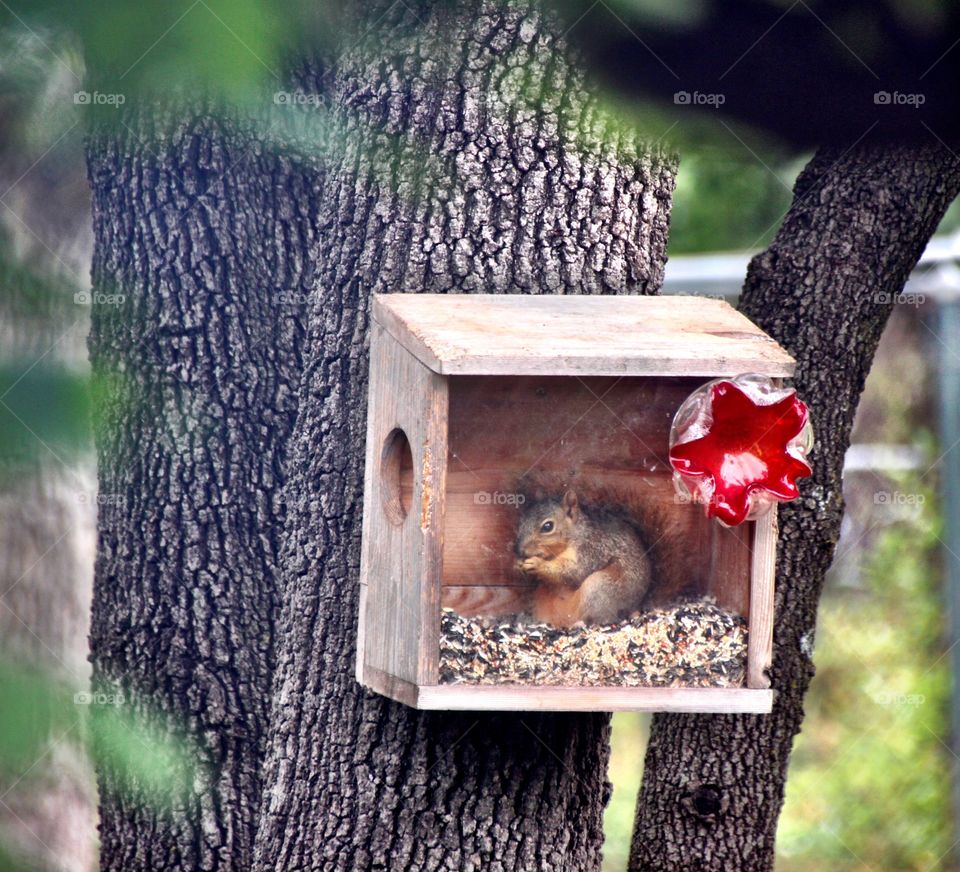 Young squirrel in a Box