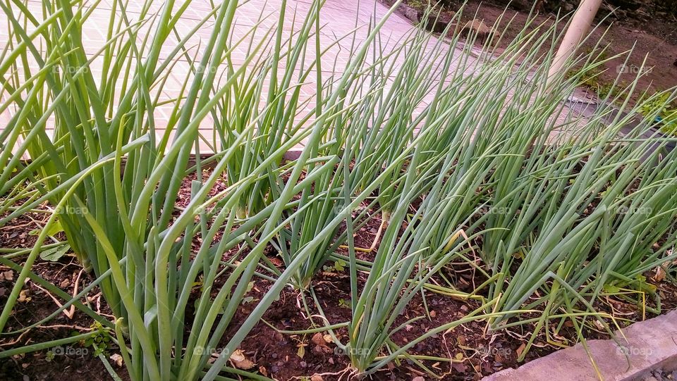 Chives - Backyard