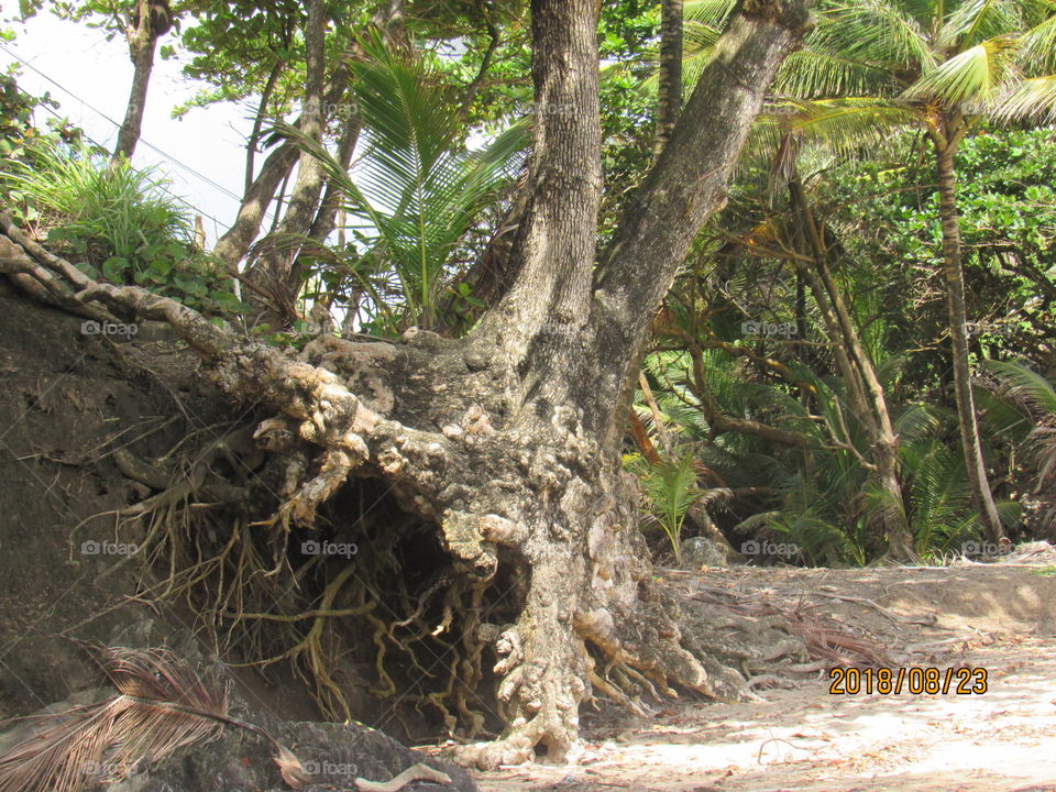 A photo taken of a tree with interesting root characteristics above the soil taken in the Caribbean tropical climate of the twin island republic of Trinidad and Tobago. It's precise location is in the mini resort called Hosanna in Toco.