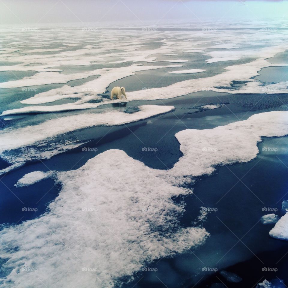 Polar bear on the sea ice north of Svalbard, Norway.