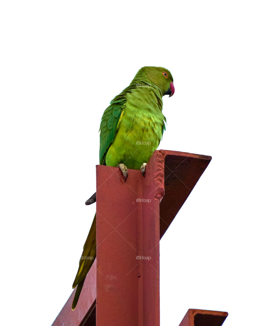 Bird photography - parrot - environment scout