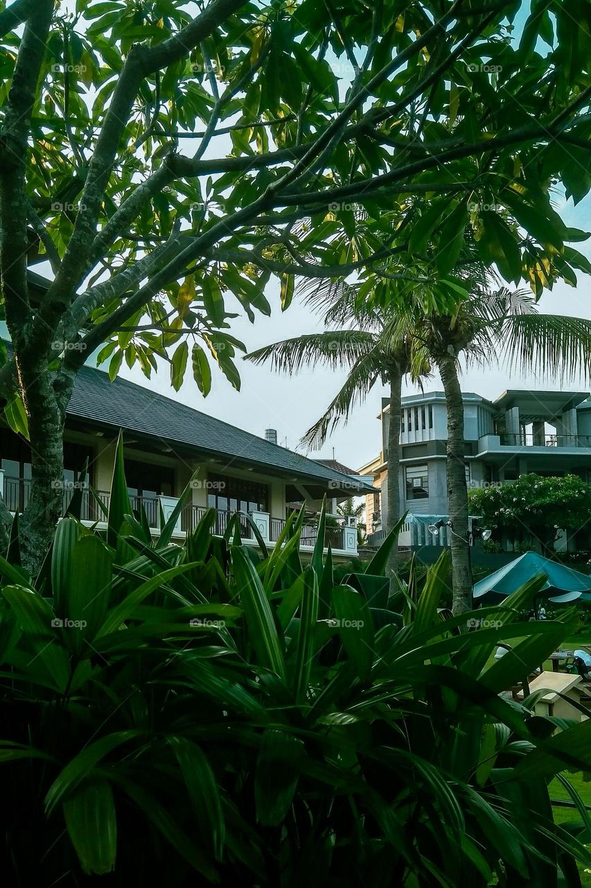 Ornamental plants growing around the building in close-up angle view