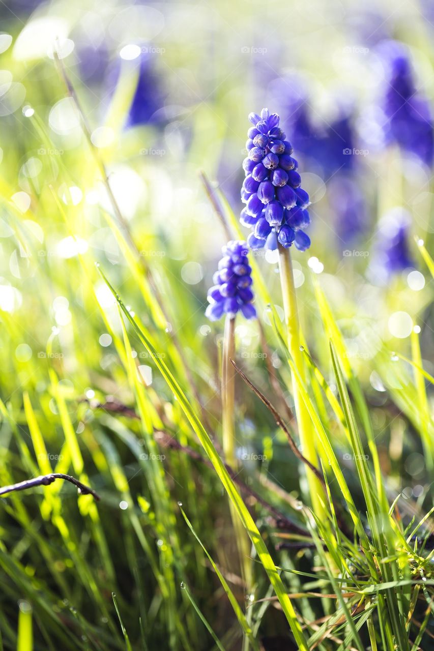 A portrait of bluebell or grape hyacinth flowers standing in the tall green grass of a garden.