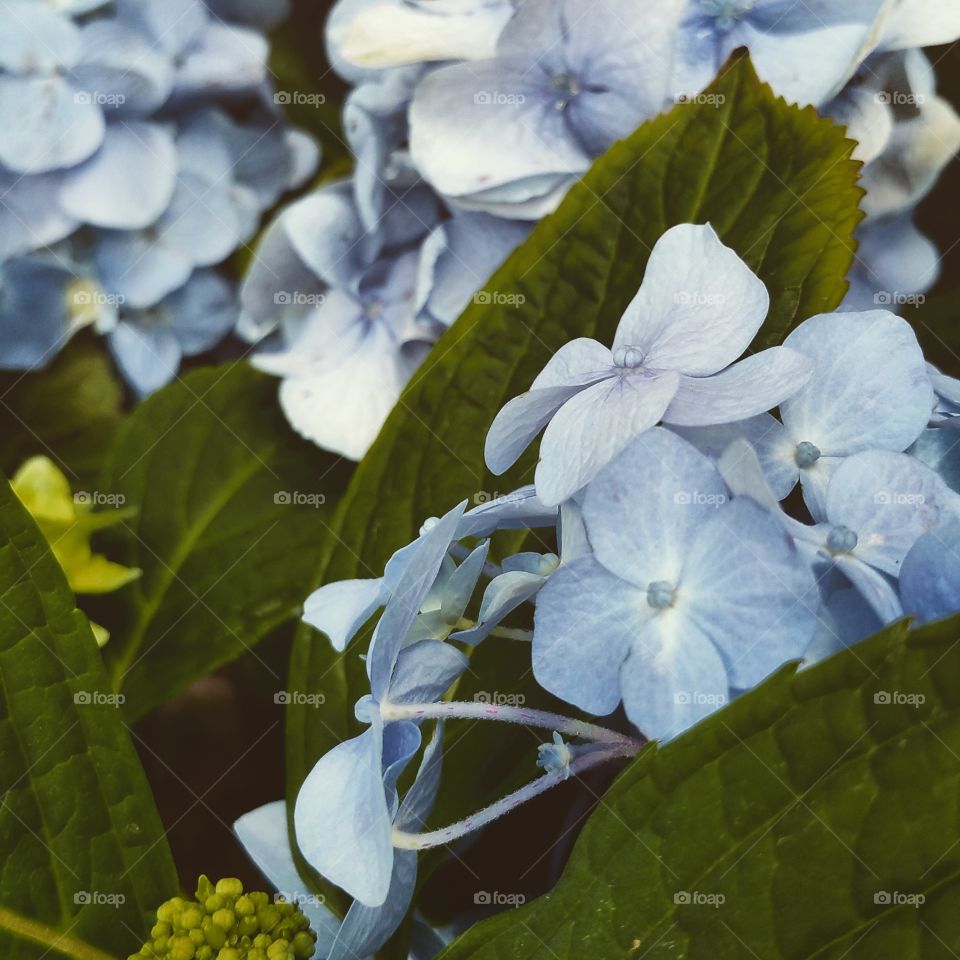 Hydrangea. . Delicate little flowers. 