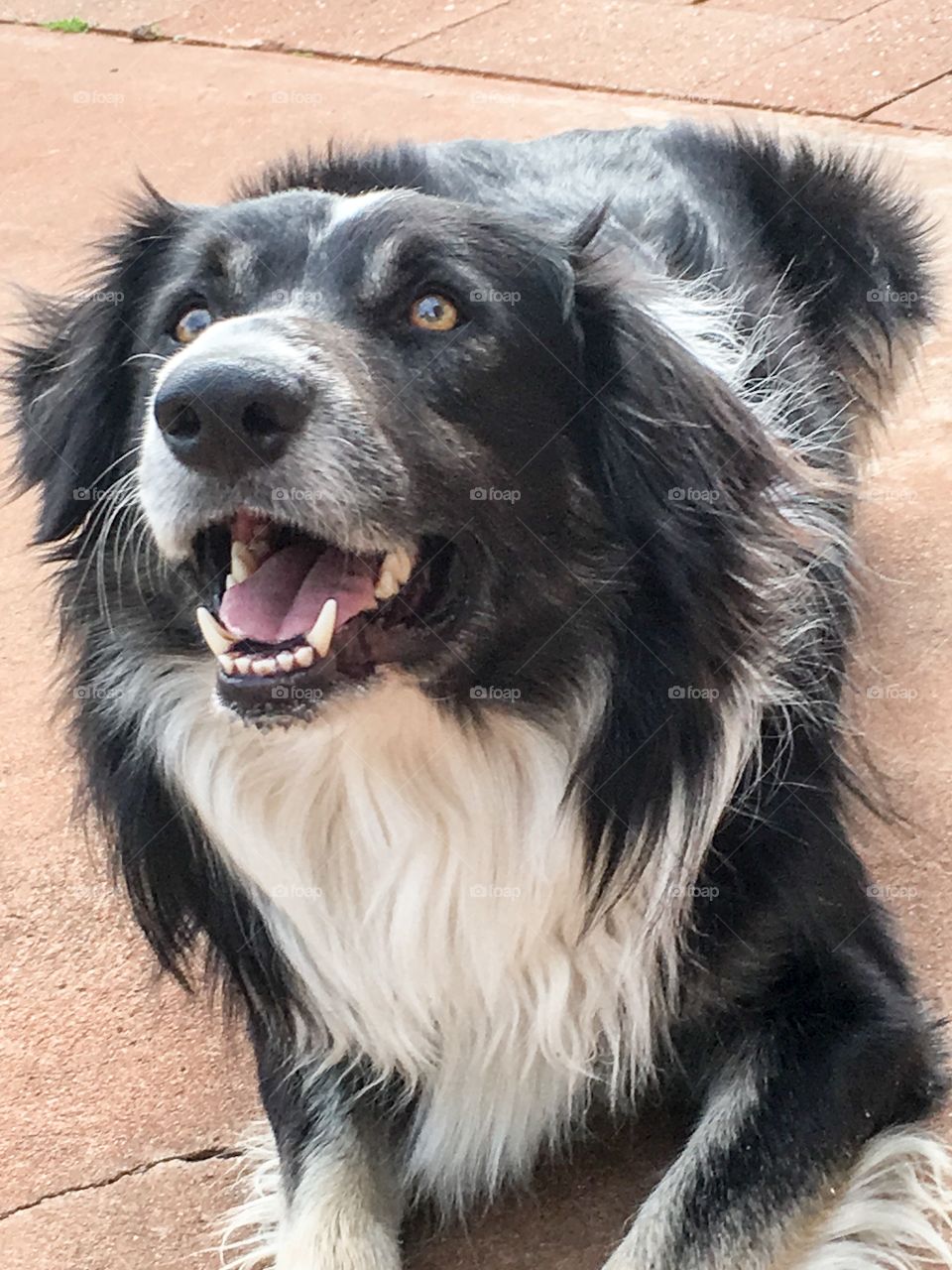 Smiling border collie, eyes toward the sky 