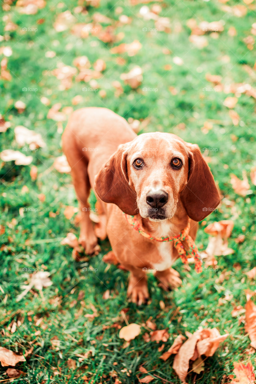 Mutt. A basset hound mix in the fall