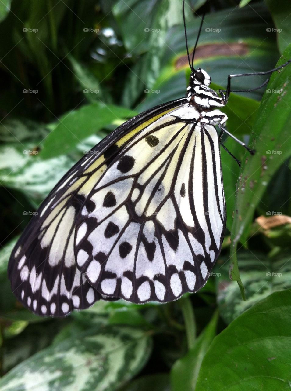 Close-up of black and white butterfly