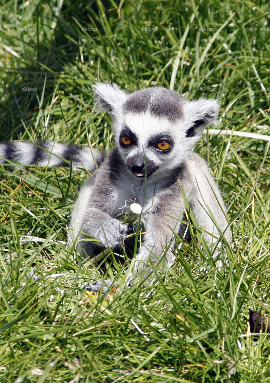 Baby lemur 
