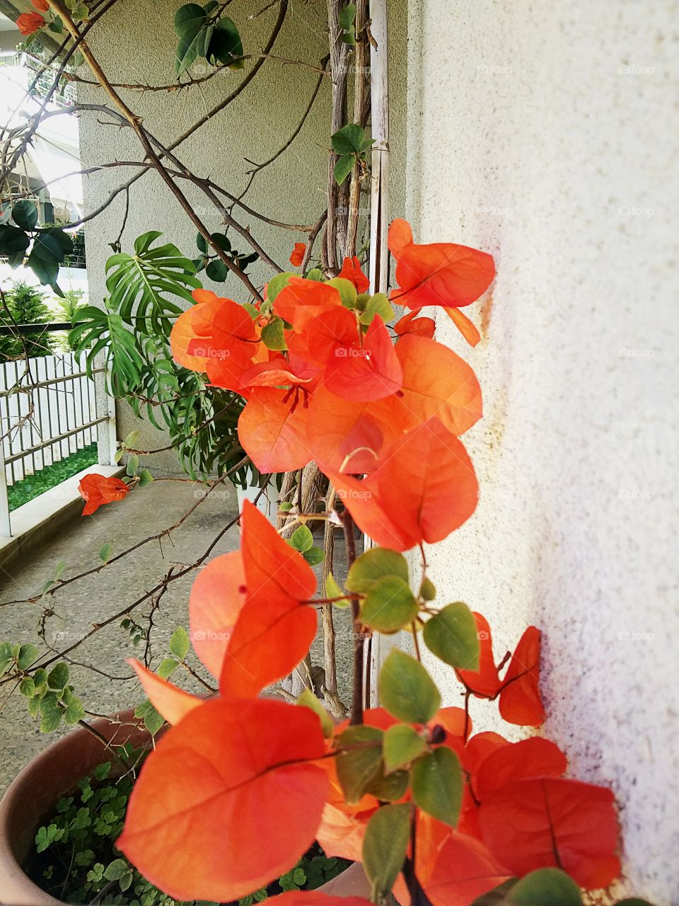 flowers in the balcony