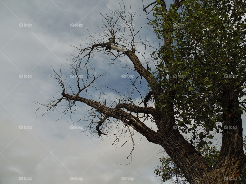 fall tree. This is a picture of a dead branch.