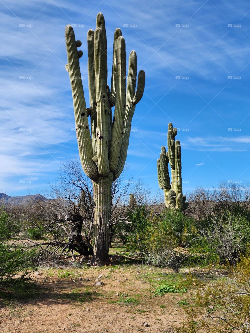 The gigantic Saguaro cactus is iconic to the Arizona desert and provides shelter and habitat for many species