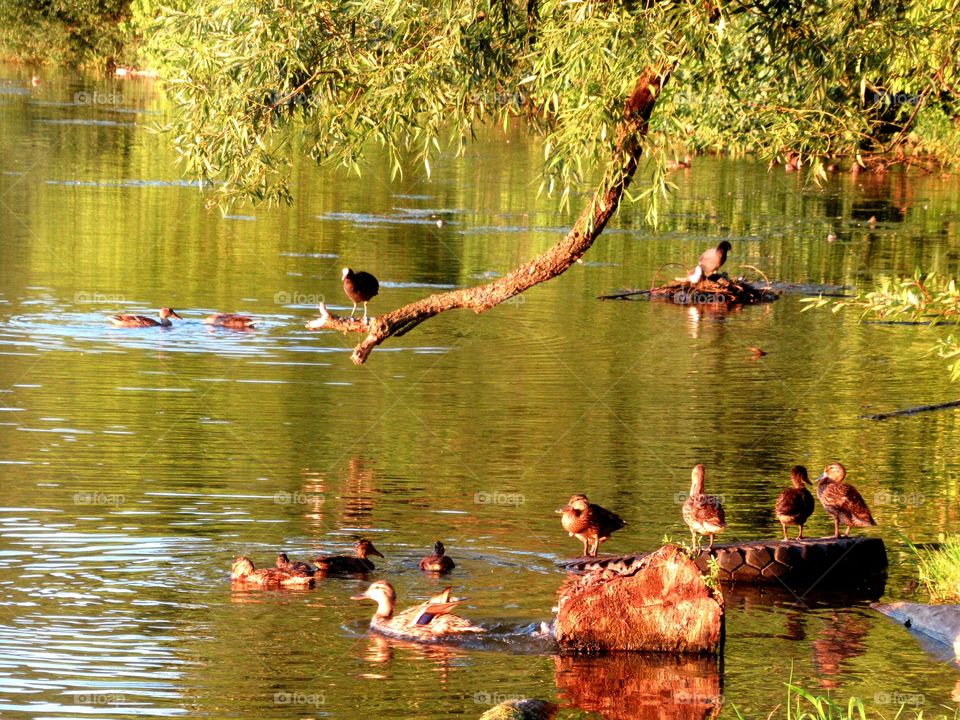 quiet backwater, summer vacations of wild birds