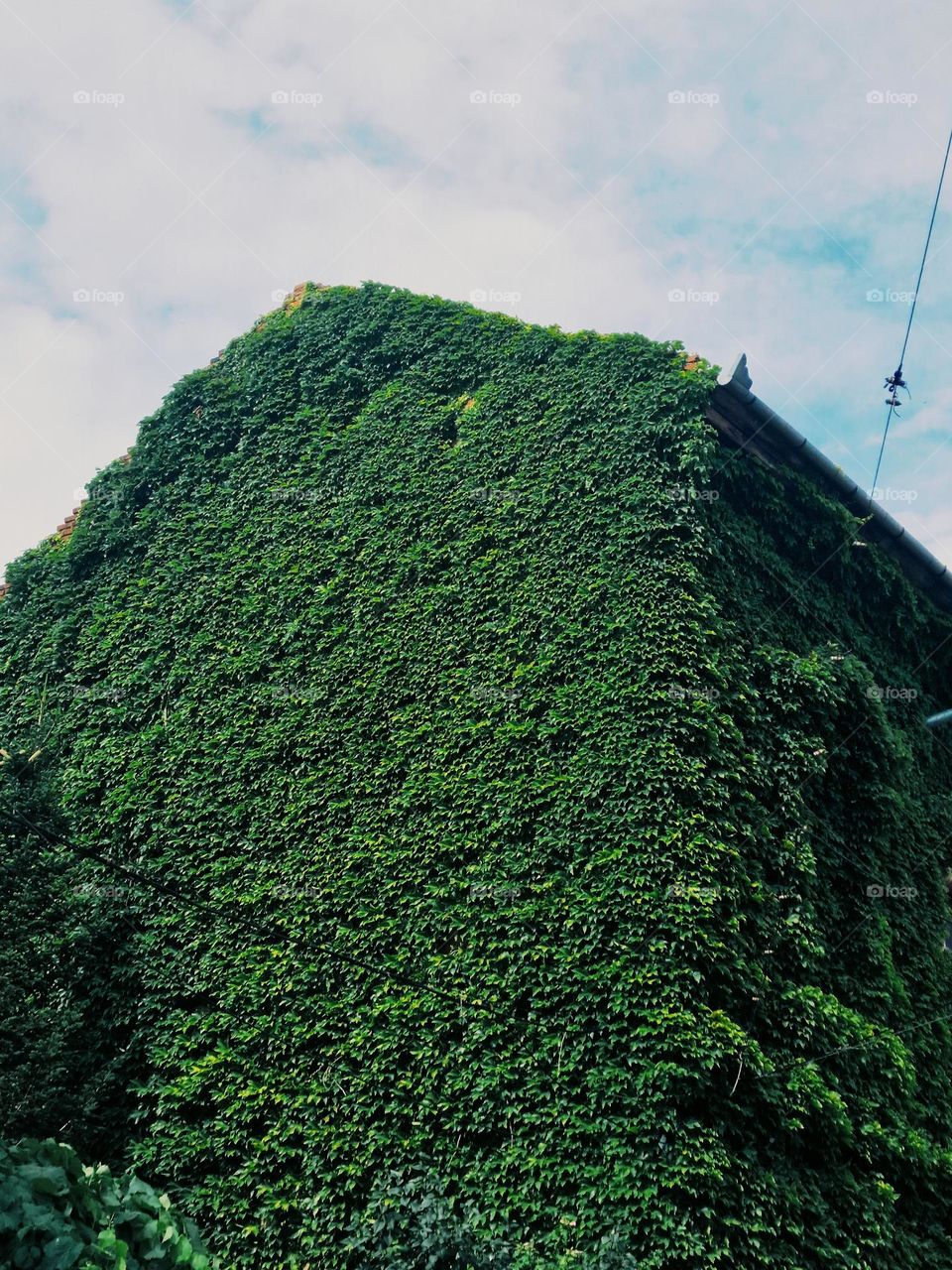 the house dressed in plants