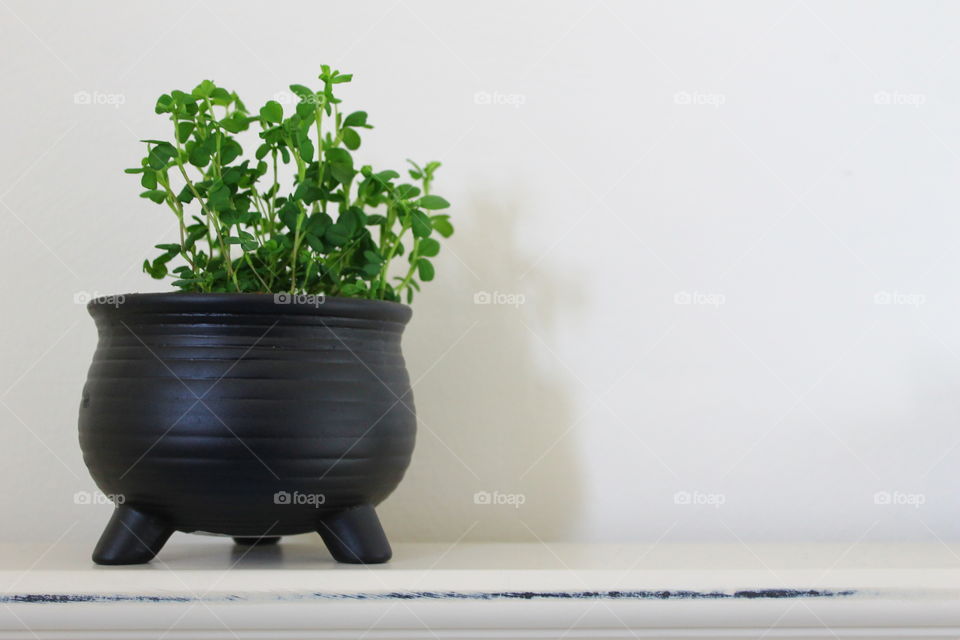 Potted plant against white wall