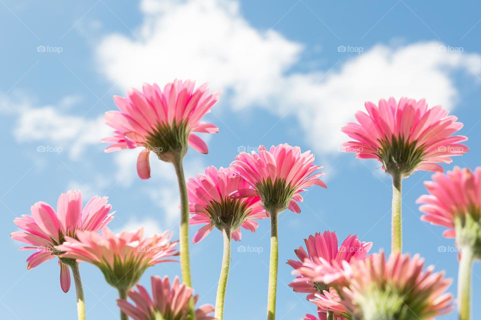 Pink blooming Gerbera flowers reaching for the blue sky with white clouds shot from a low angle view 