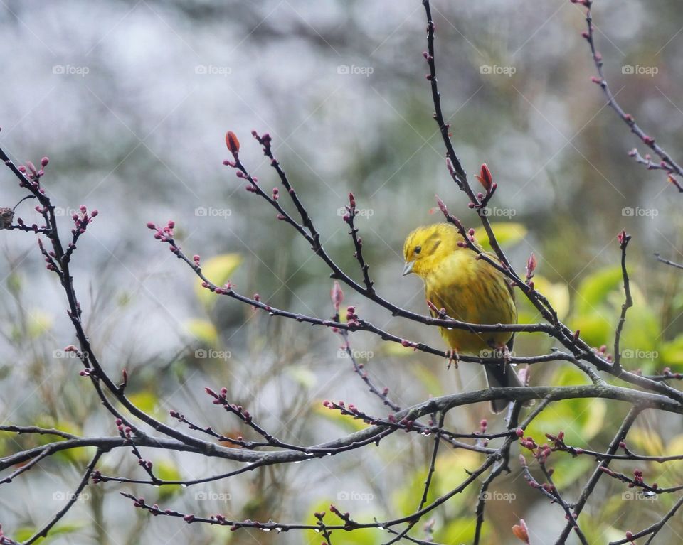 Yellowhammer perching on twigs