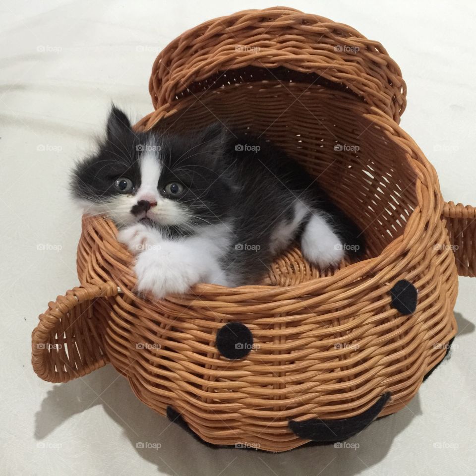 Mom,, may I sleep in the basket?? 