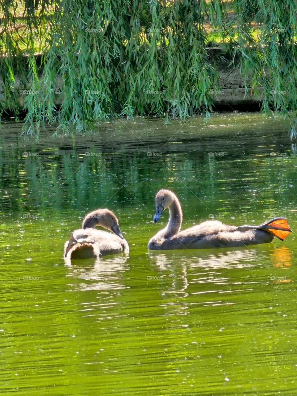 Cute Swan Chicks