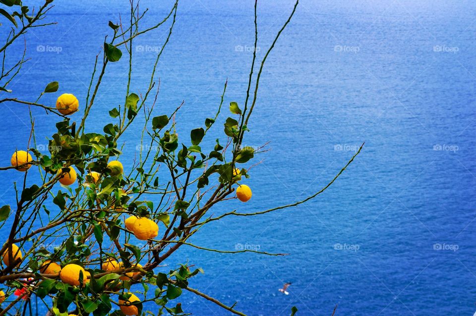 Lemons on the Cinque Terre coast