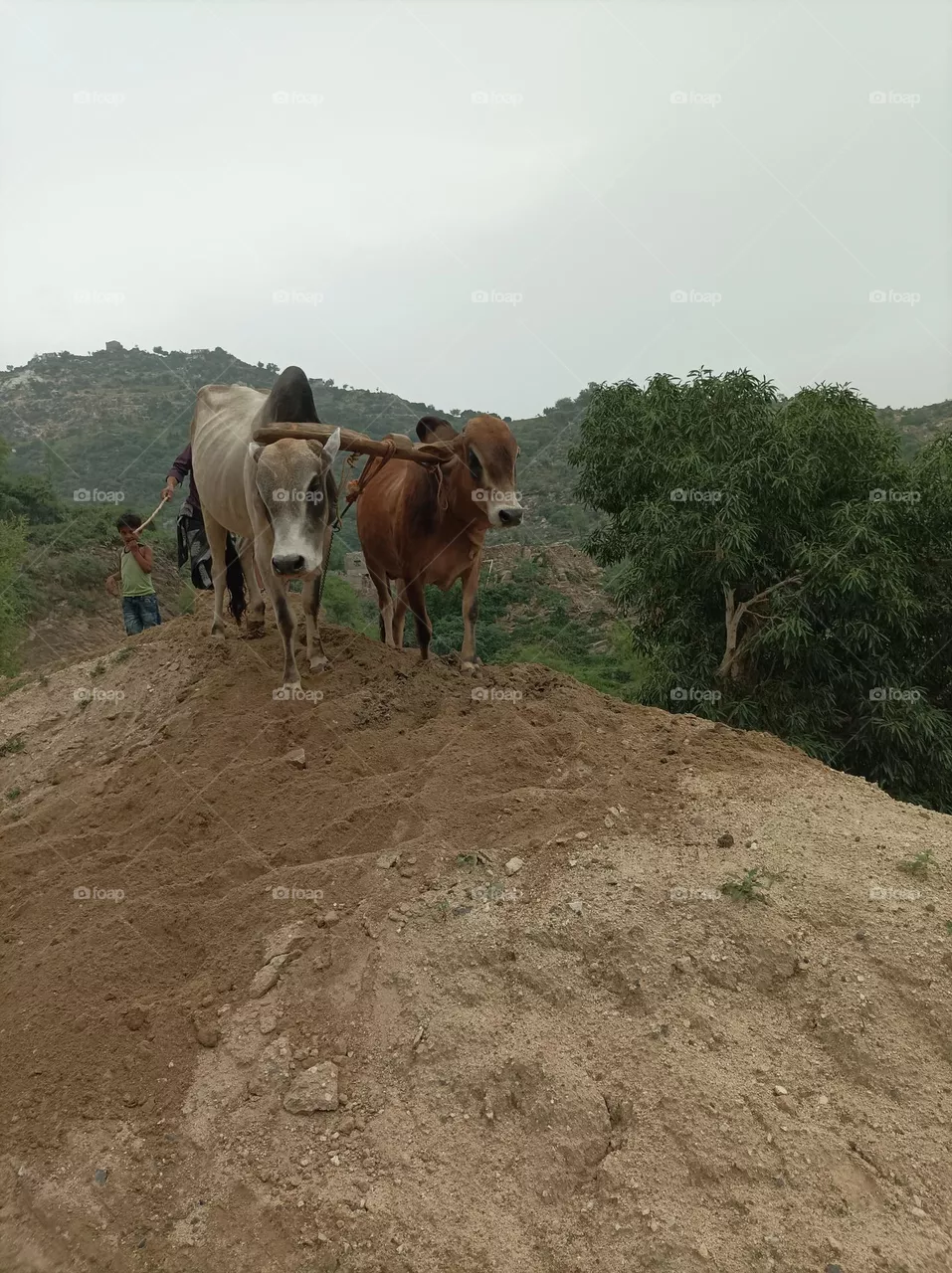 two bull for farming