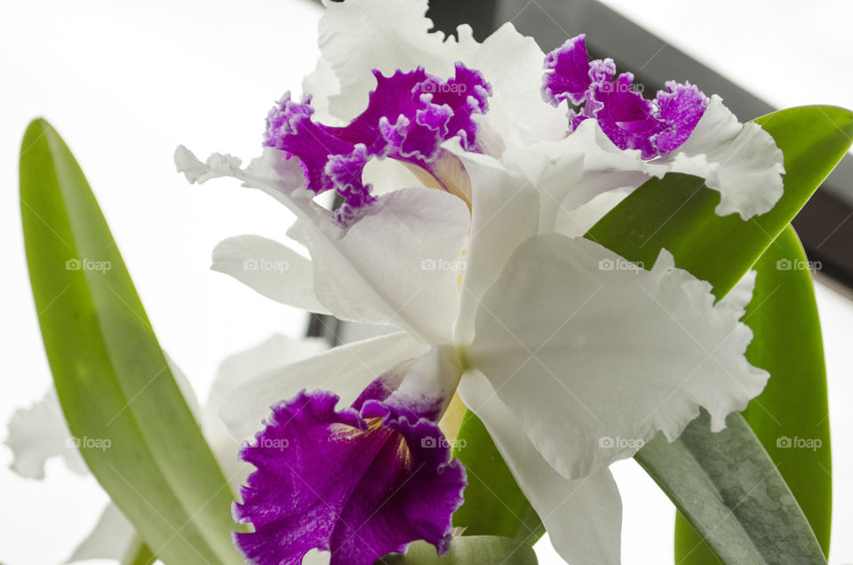 White with Purple Flower