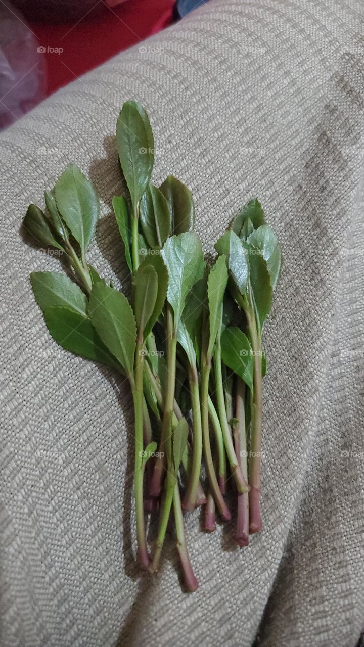 A very beautiful picture, and there is no better picture than it. There is no better picture of green herbs and colorful, red and white roses than it. Glory be to God, the natural and picturesque view, and there is no more