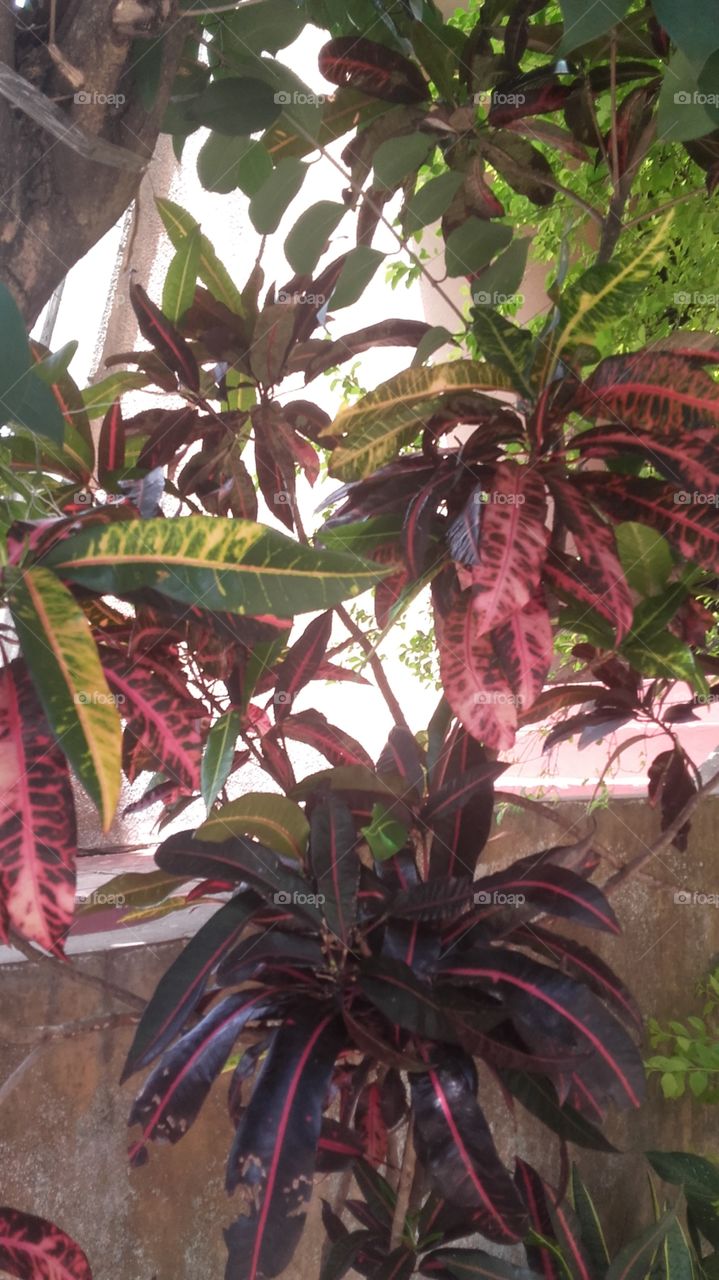 planta colorida flora brasileira
