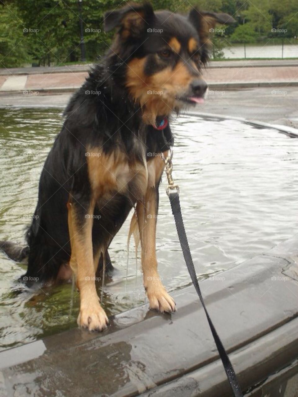 Dog in Fountain