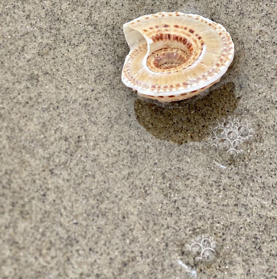 Foap Mission “Seeing In Circles”! Circles In Nature, Shells On The Beach! 