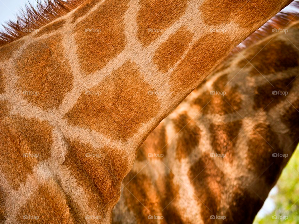 Giraffe pattern 