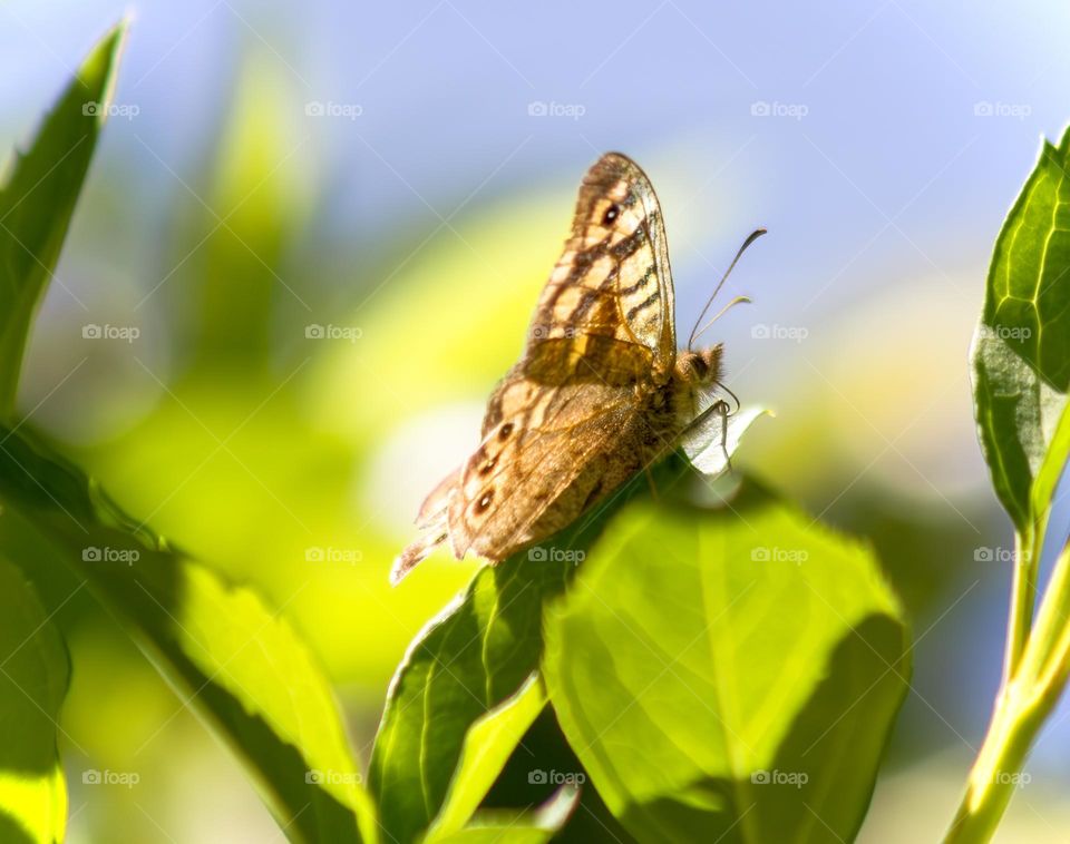 A speckled wood butterfly on leaves at the top of an orange tree