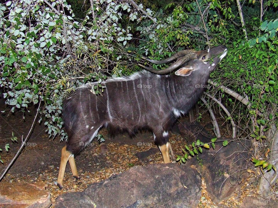 Kudu walking about at night grazing