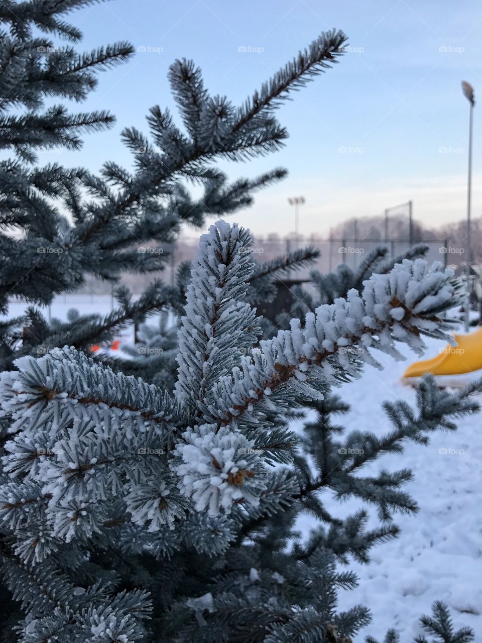 Close-up of spruce tree in winter