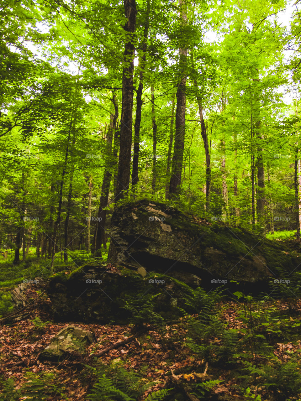New York, Arksville, Mountain, Mountains, trees, nature, wildlife, panoramic view, summer, Landscape, Leaf, woods, 
