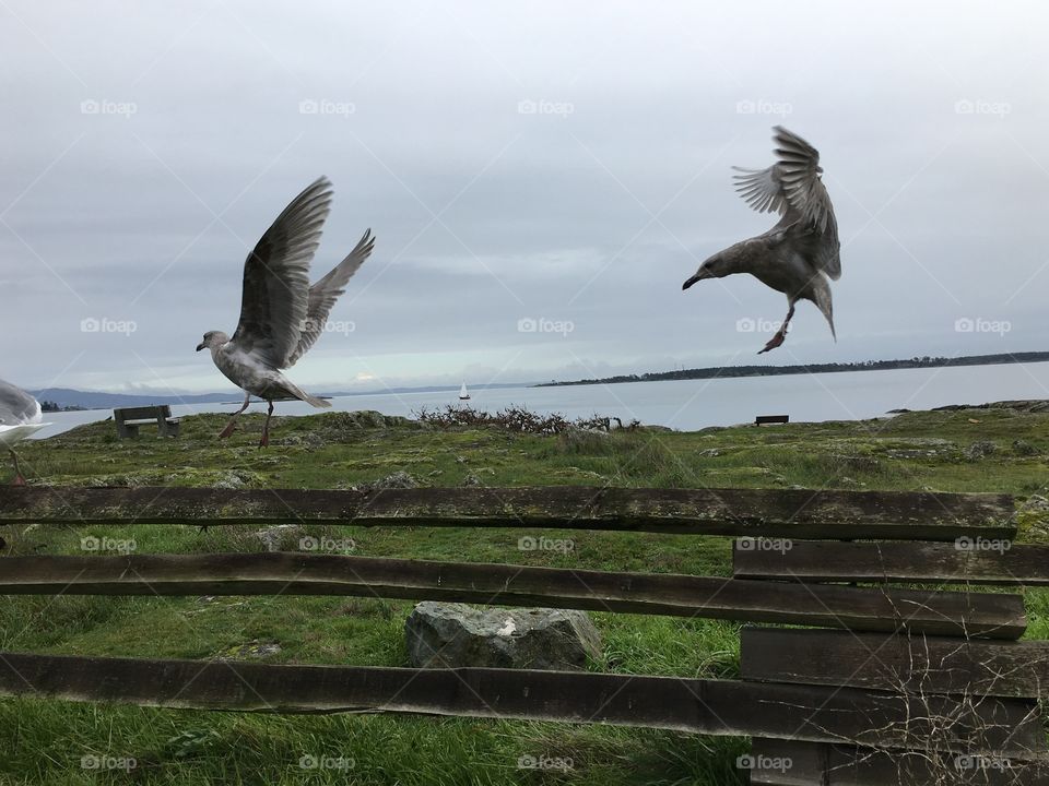 Seagulls spreading their wings