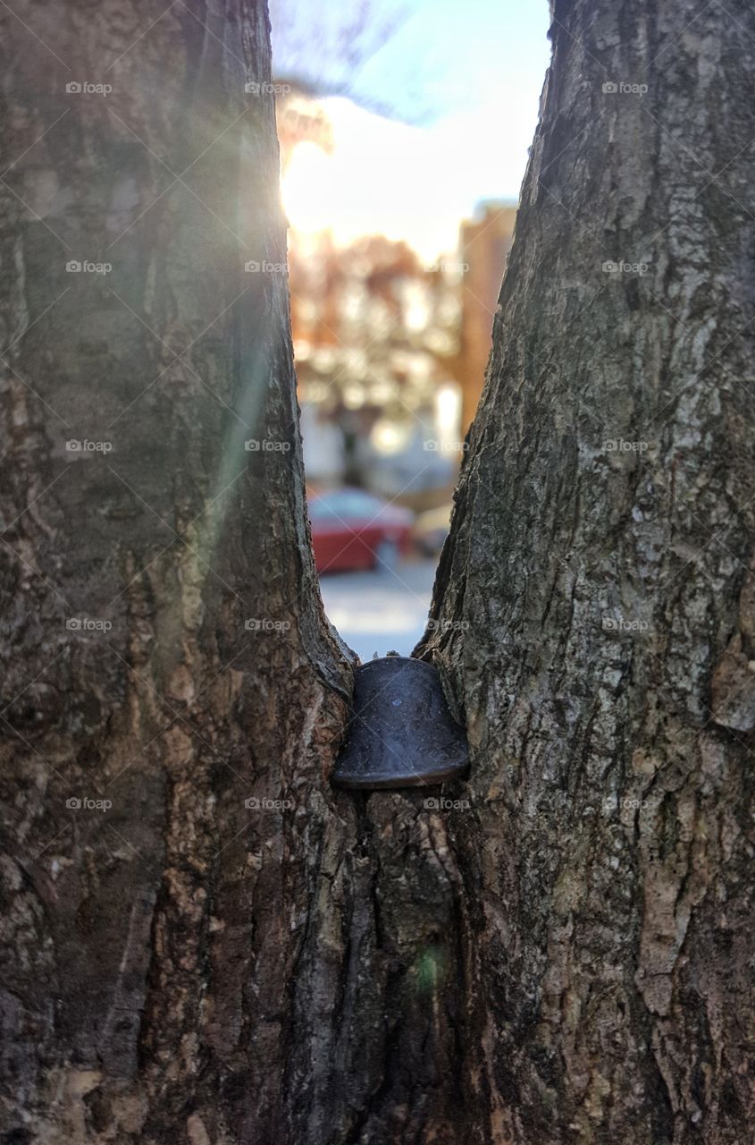 Sunlight on a penny tree
