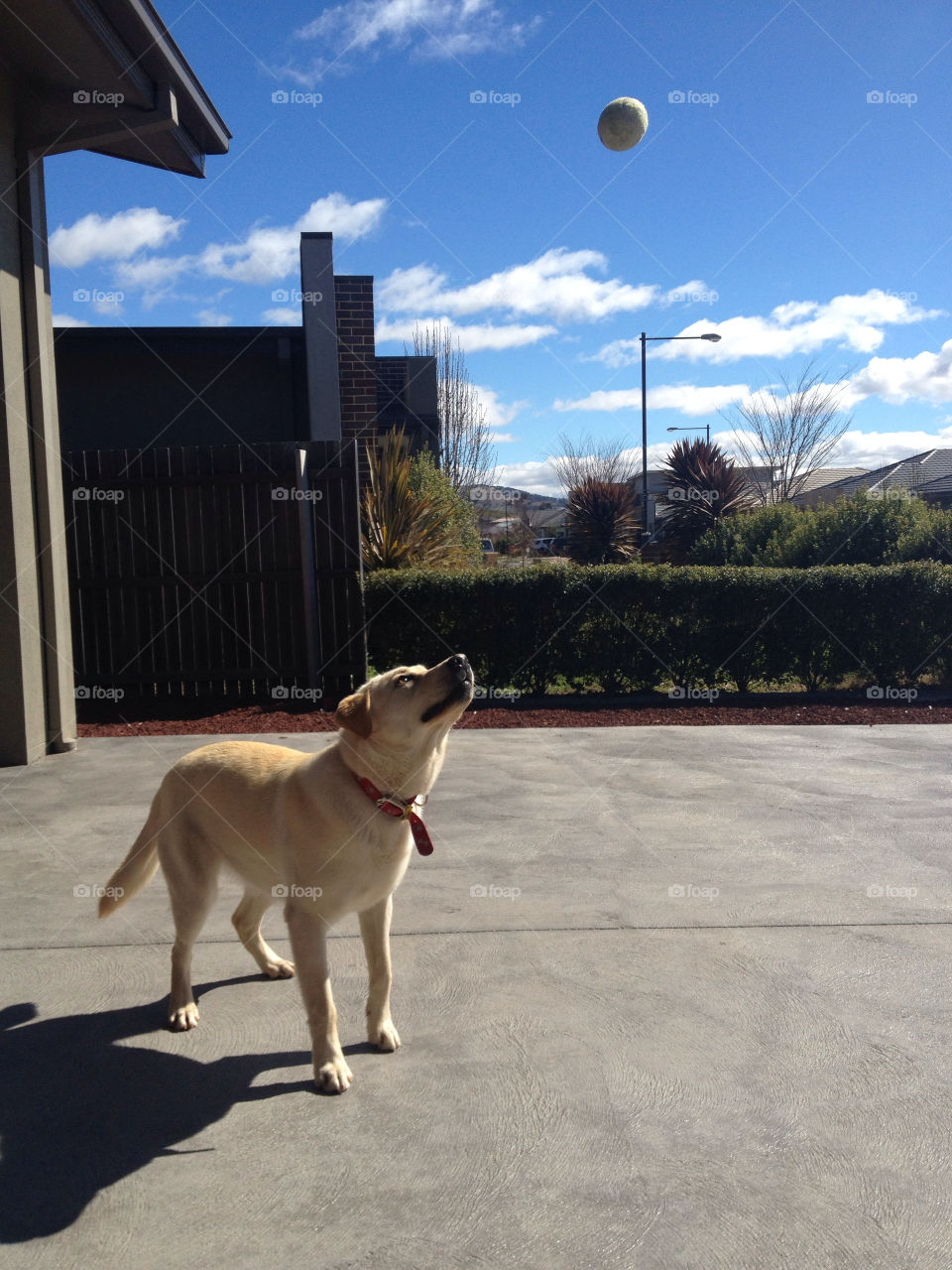 sunny dog fun ball by splicanka