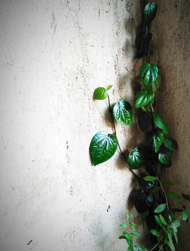 Tanaman sirih